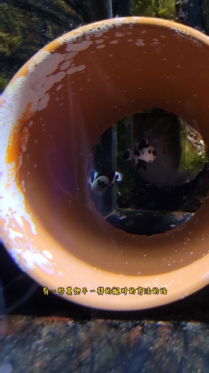 海缸小知识,小丑鱼繁殖(二十一)小丑鱼配对的方法,新鱼下缸打架怎么办,我来教您处理!海水鱼