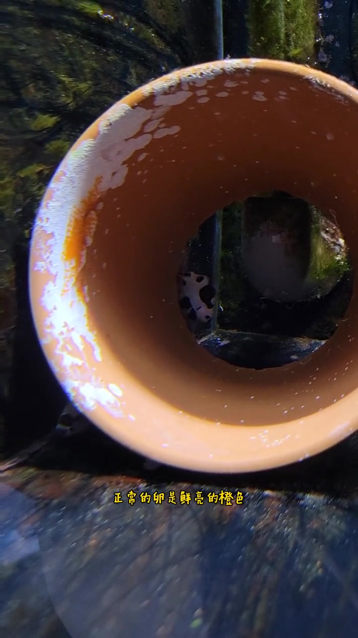 海缸小知识,小丑鱼繁殖(二十二)小鱼在清理瓦罐,是不是真的要产卵了。小丑鱼繁殖 水族 海水