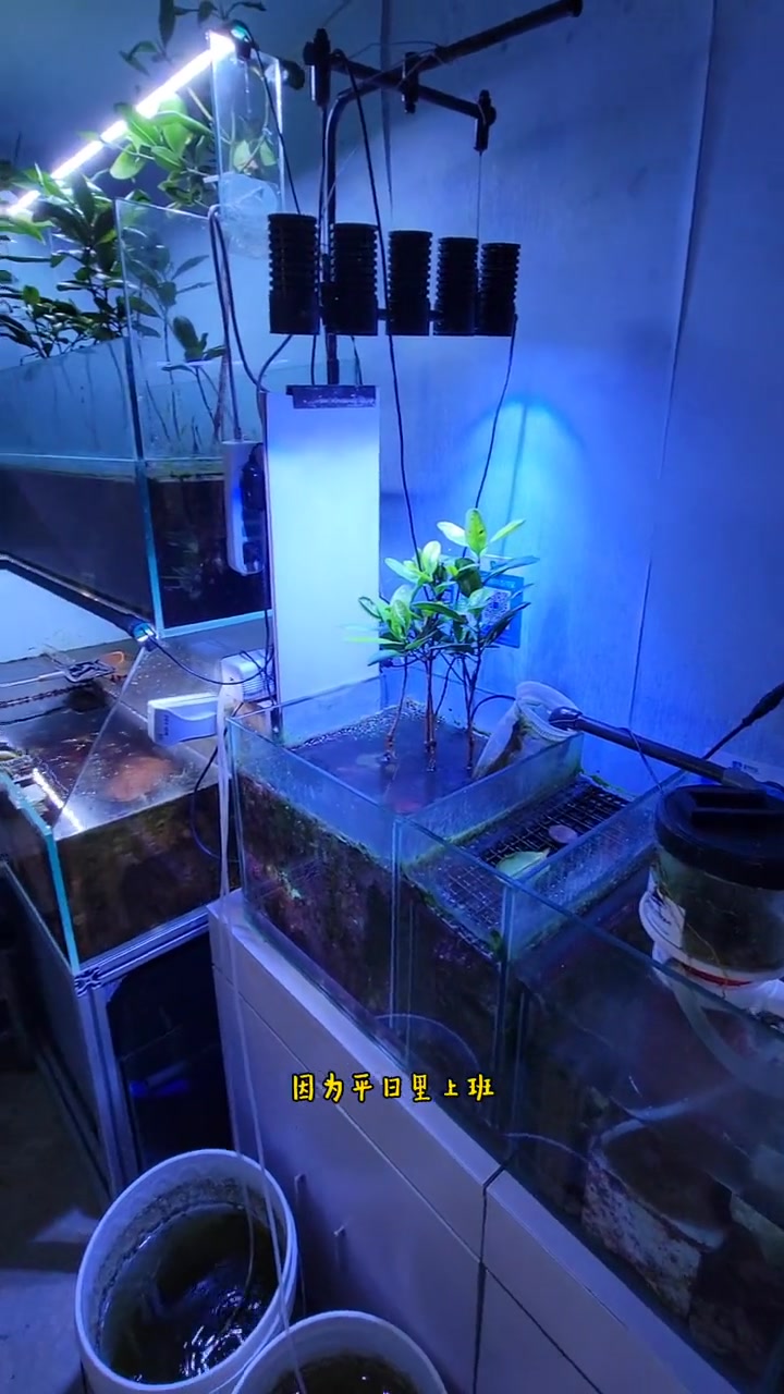 海缸小知识,小丑鱼繁殖(十六)种鱼缸的日常维护、打理!水族 小丑鱼繁殖 海水鱼珊瑚 养鱼日