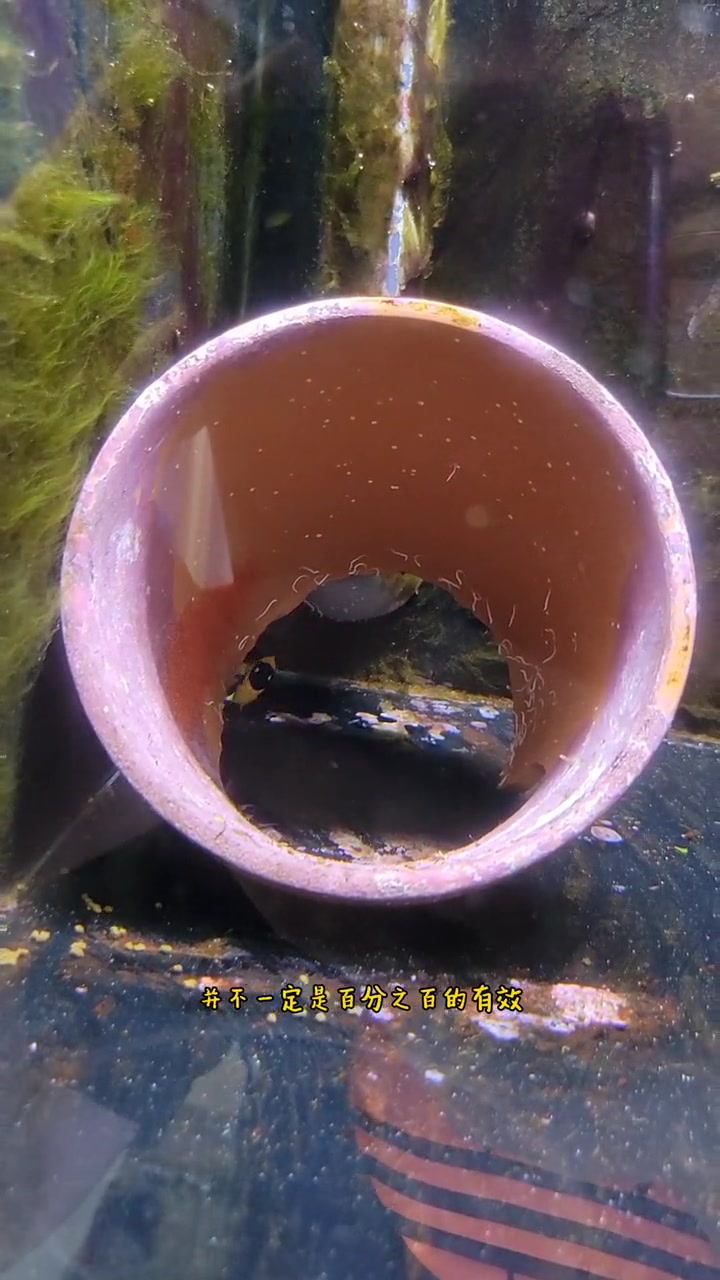 海缸小知识,小丑鱼繁殖(十九)小丑鱼配对③养海水鱼真的很简单!水族 海水鱼珊瑚 小丑鱼繁殖