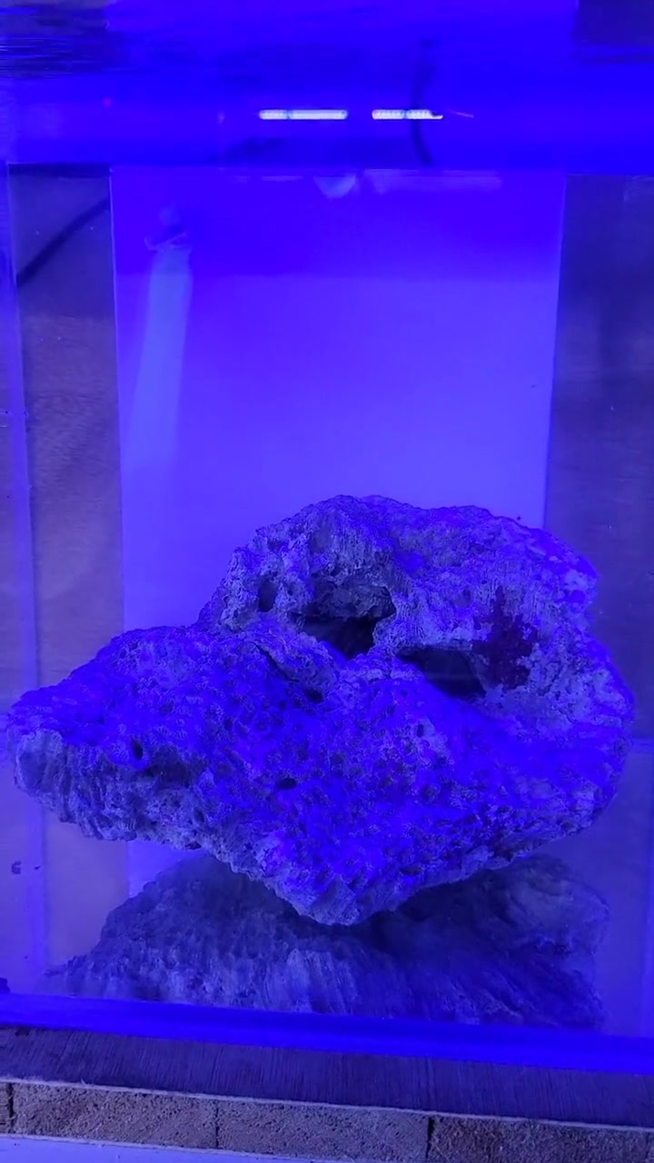 第2集｜海缸小知识，(2)用最简单的设备养好小丑鱼。一套价值不到一百元的小丑鱼套缸！小丑鱼