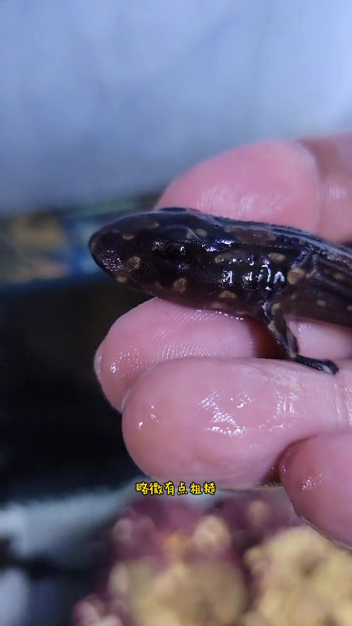 第21集|撸猫?撸狗?今天老哥带你们来撸鲨鱼!撸鲨鱼啦!海水鱼 海水鱼缸 海水缸 海水观赏