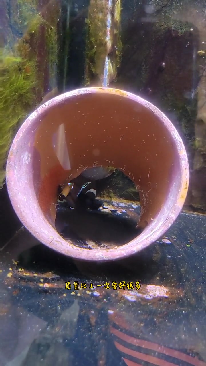 海缸小知识,小丑鱼繁殖(七)小丑鱼卵的质量(1),喜欢海景缸的朋友们记得关注我哦!海缸 小