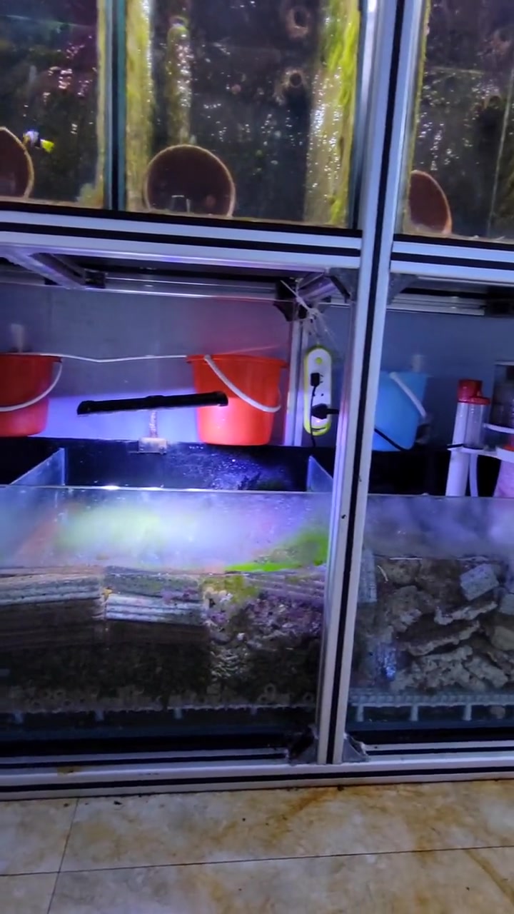 海缸小知识,小丑鱼繁殖(十二)小丑鱼繁殖缸的设计与搭建!小丑鱼繁殖 鱼缸 海水鱼