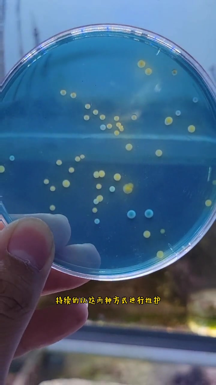 海缸小知识，小丑鱼繁殖(十)弧菌检测2 小丑鱼 小丑鱼尼莫 小丑鱼繁殖 小丑鱼繁殖专用鱼粮