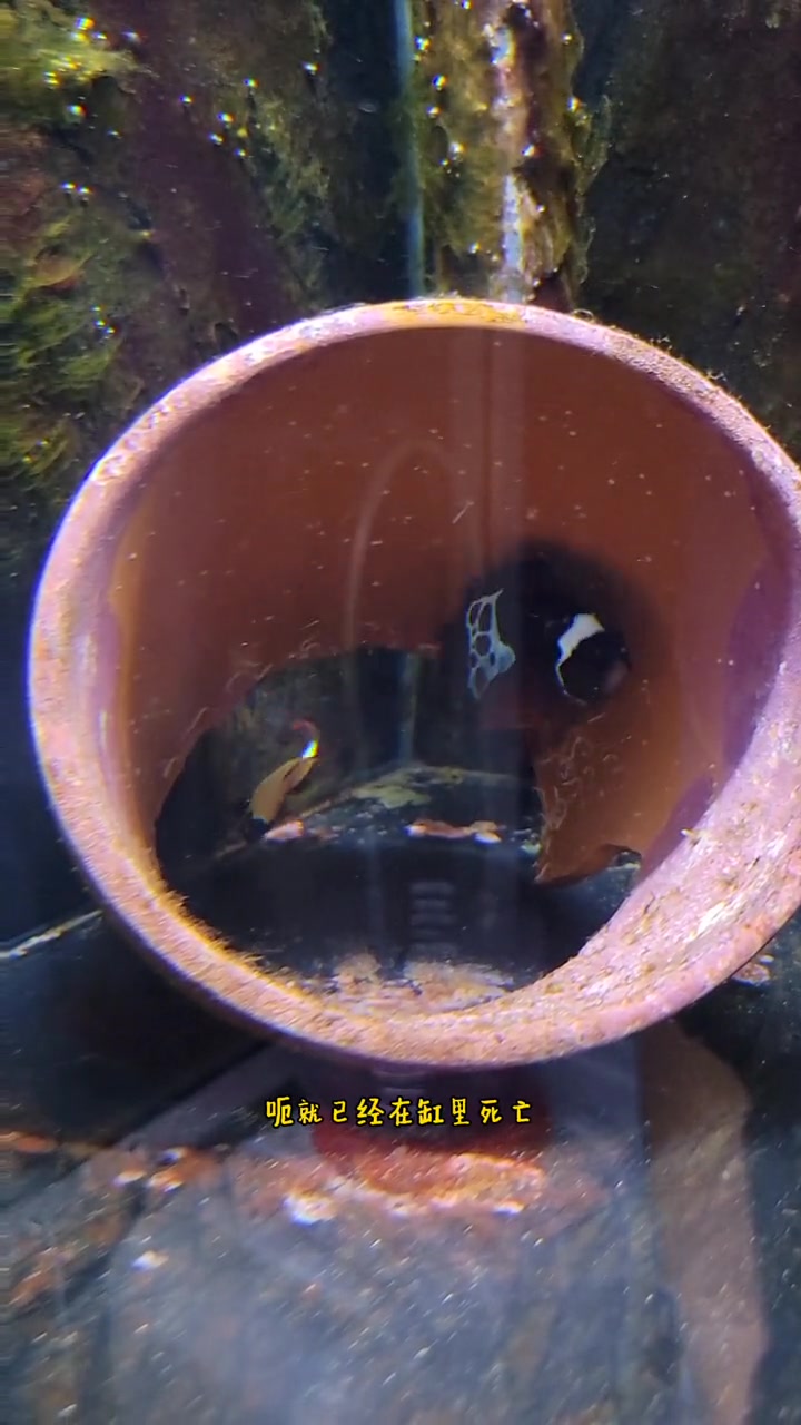 海缸小知识,小丑鱼繁殖(八)期待一下窝哦!海水鱼珊瑚 小丑鱼尼莫 小丑鱼繁殖 海水 水族 