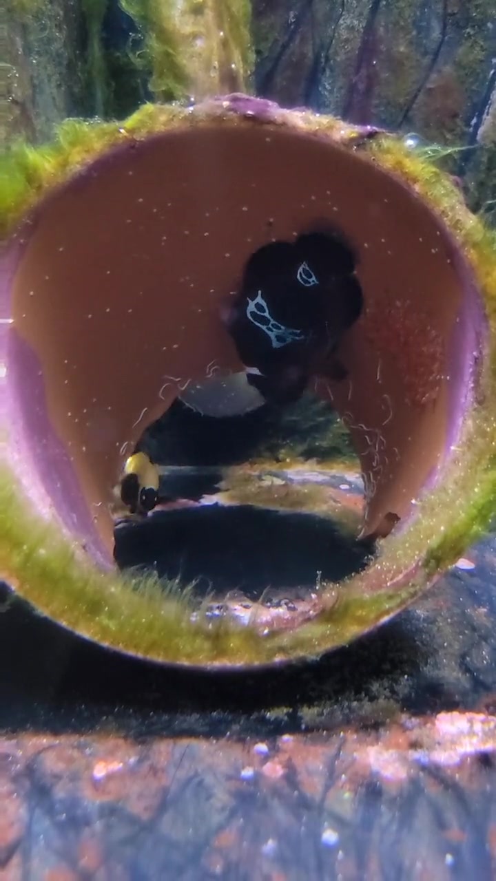 我们的海-小丑鱼繁殖,小丑鱼爸爸妈妈生孩子(四)产房喜讯!闪电小丑鱼配金砖小丑鱼成功产卵啦