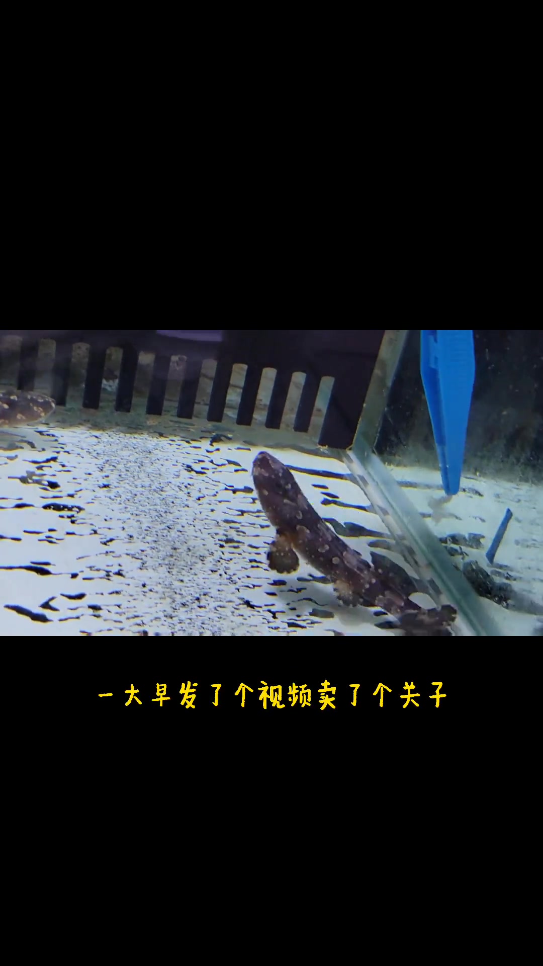 第13集|鲨鱼卵破壳,小鲨鱼成长记(十三)小鲨鱼宝宝们吃东西啦!鱼 观赏鱼 奇妙的动物