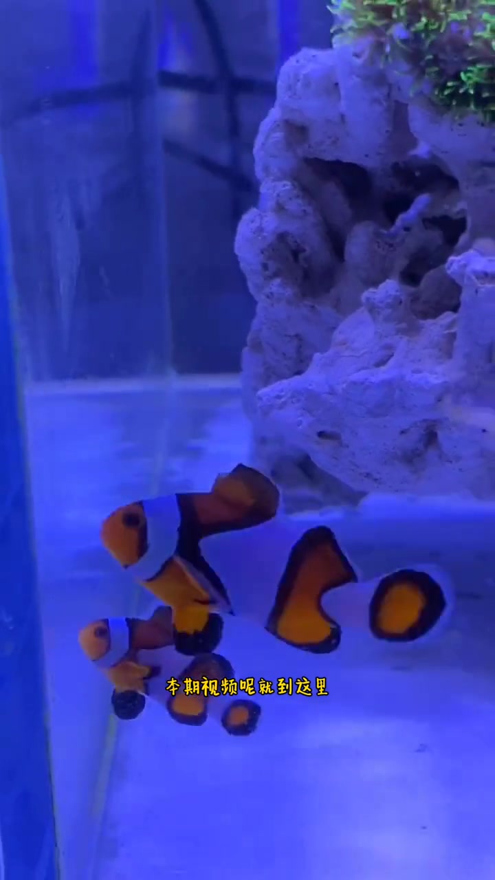 海缸小知识,小丑鱼繁殖(二十)小丑鱼配对④小丑鱼在缸里打架怎么办,让我们来教训它!水族 小