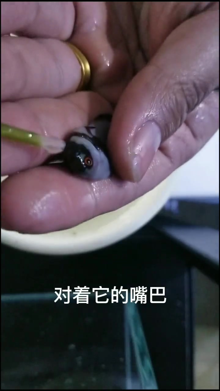 小丑鱼产卵的日记因为工作原因断了,今天发一条金砖小丑鱼抢救视频,小丑鱼繁殖陆续更新 养鱼日