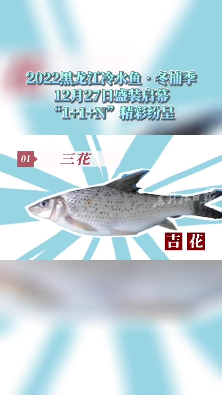 2022黑龙江冷水鱼·冬捕季|大龙哥小鱼妹带您数数黑龙江有哪些鱼 冬捕