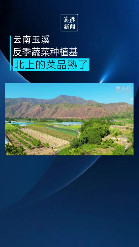 北上的菜品熟了!云南反季蔬菜种植基地忙丰收