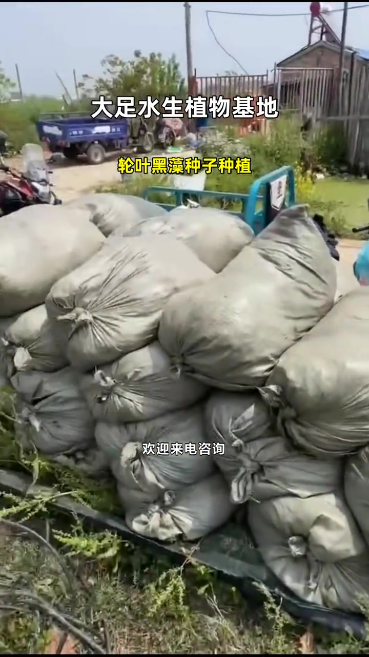 轮叶黑藻种子种植 大足水生植物基地 广东水生植物基地