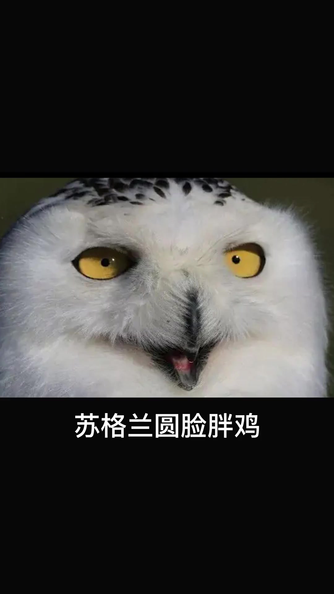 第8集|你以为的,真的是你以为的吗?哈利波特