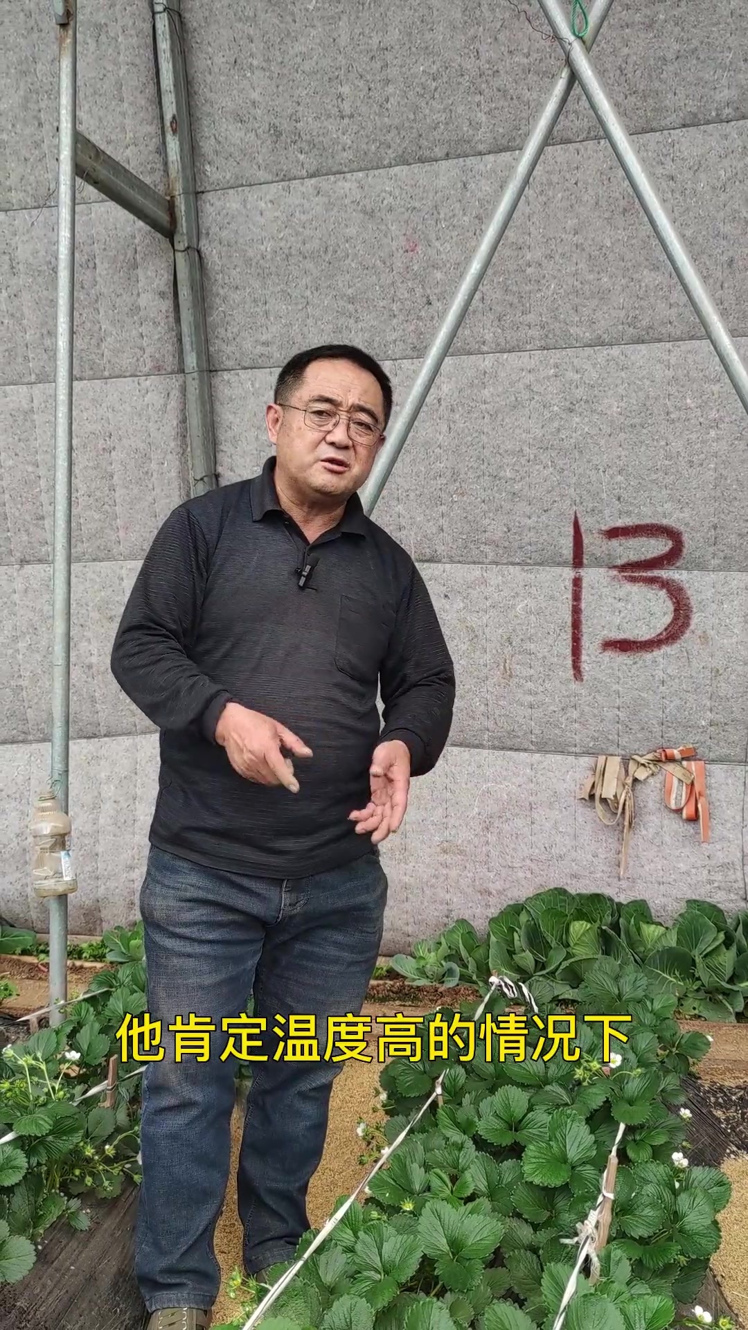 草莓苗种植技术分享,新品种草莓苗种苗基地,脱毒草莓苗价格