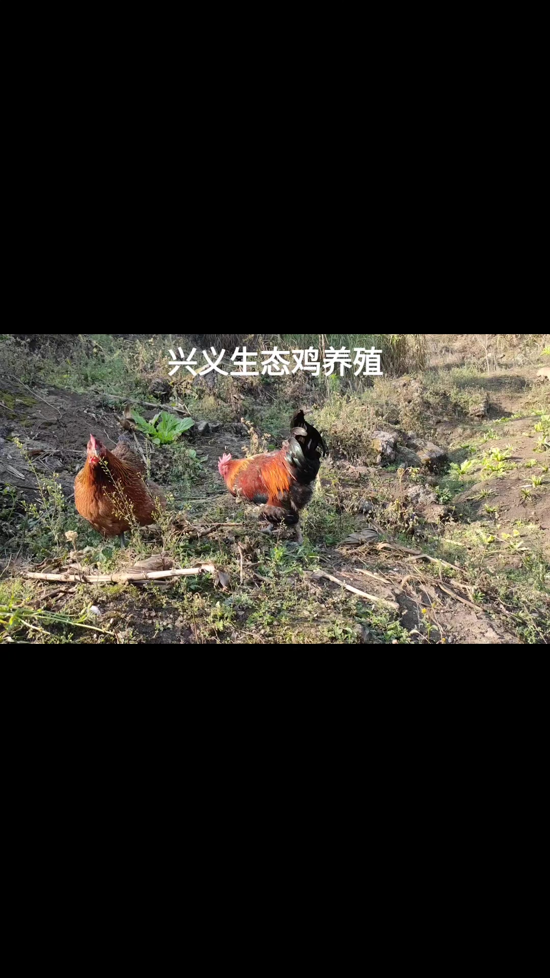 兴义生态鸡养殖基地,健康美味吃出来