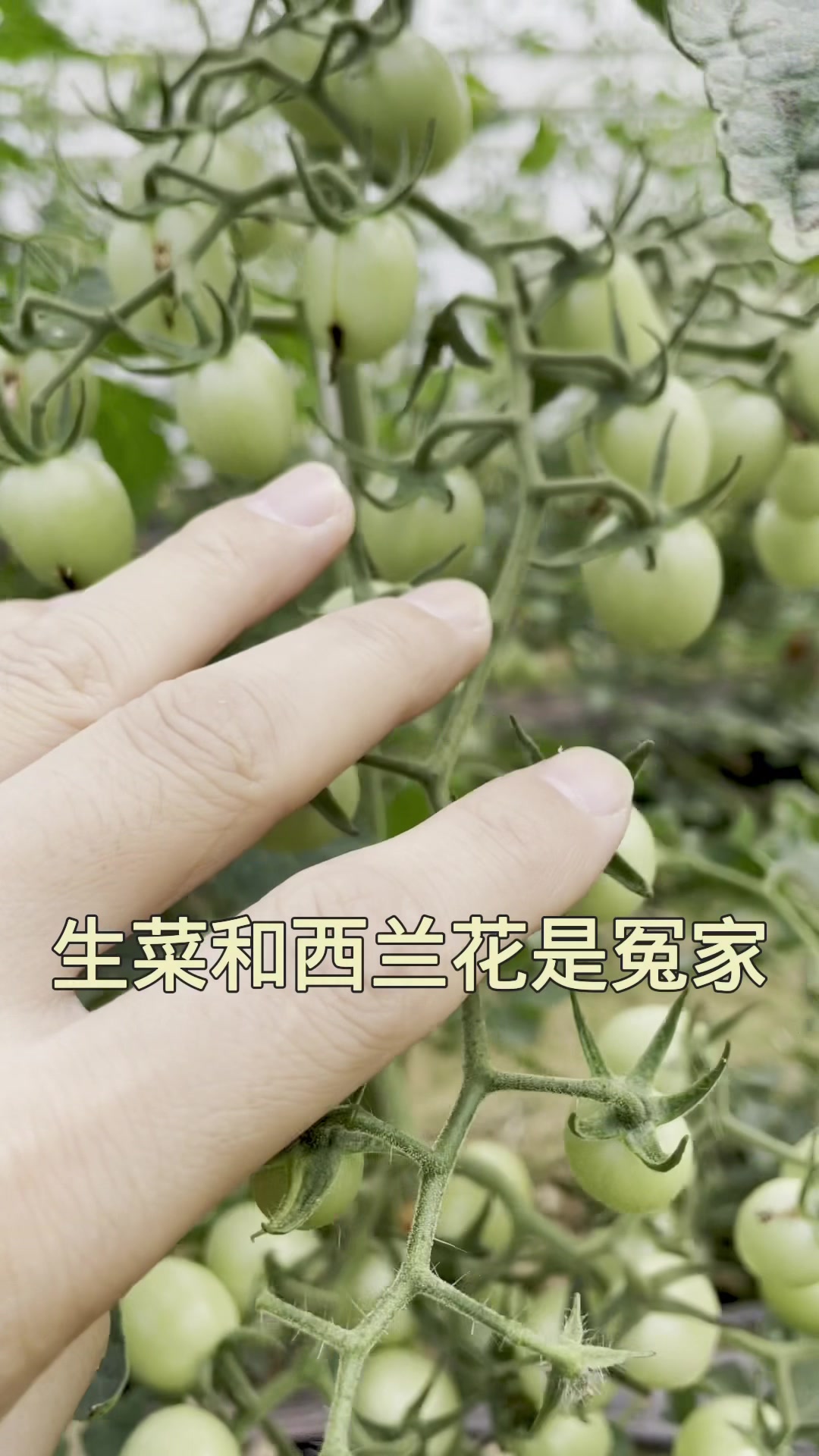 不能种在一起的冤家蔬菜