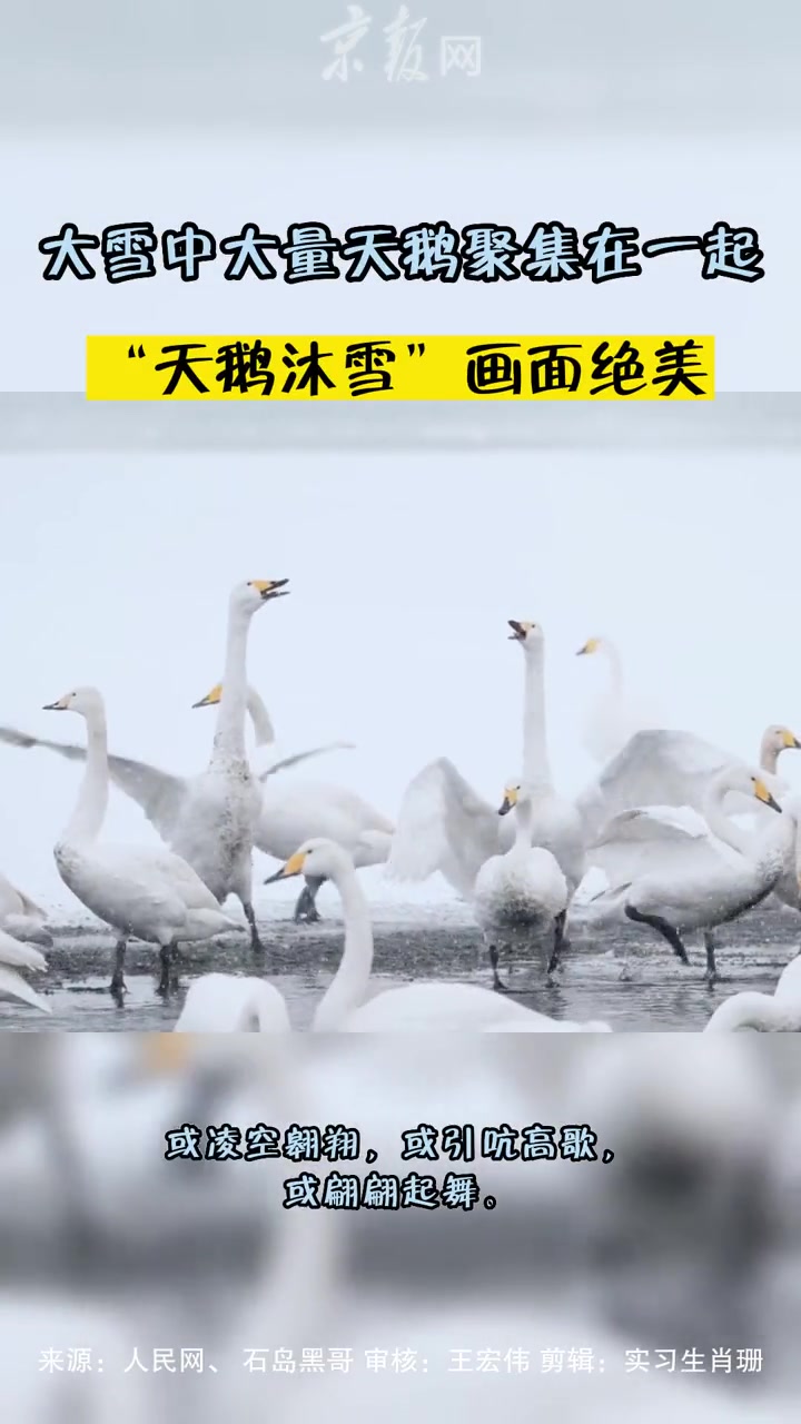 大雪中大量天鹅聚集在一起,“天鹅沐雪”画面绝美 #天鹅