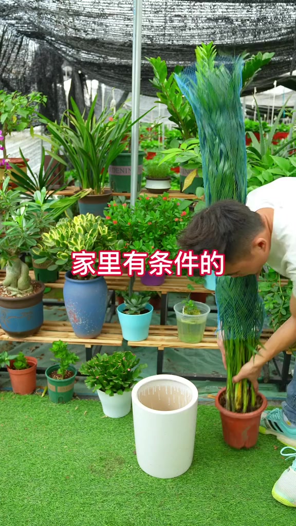 家里有条件的一定要摆上一盆富贵椰子