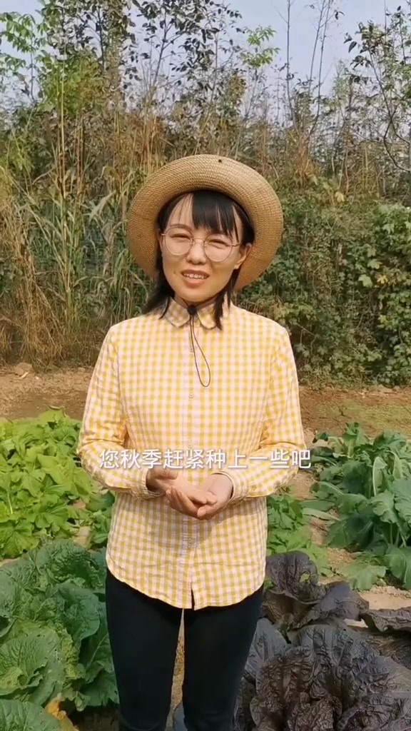 过冬菠菜是深秋种,第二年春天采收,这样的菠菜经过一冬天的寒冷,鲜嫩好吃,你也种一些吧