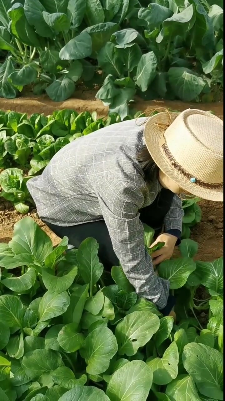 又到了中四九菜心的时间,这个品种的四九菜心特别的脆嫩,一掐就出水,你也赶紧种一些吧!