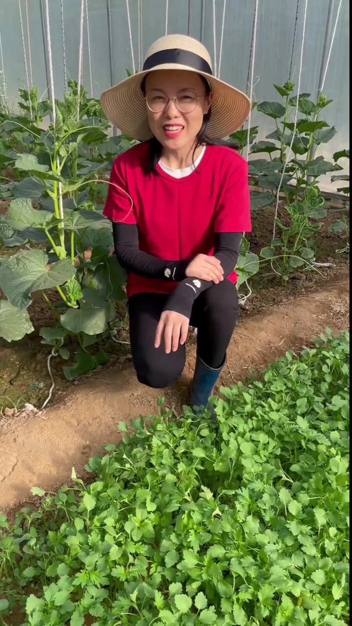 益母草20多天采收,常吃对身体特别好,吃不完还可以泡水喝