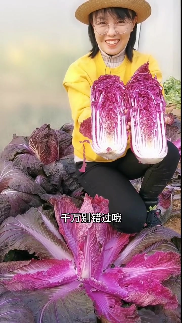 紫白菜价格那么高,种植却和普通白菜一样,非常简单,它好吃好看又营养丰富,该种了,别错过哦!
