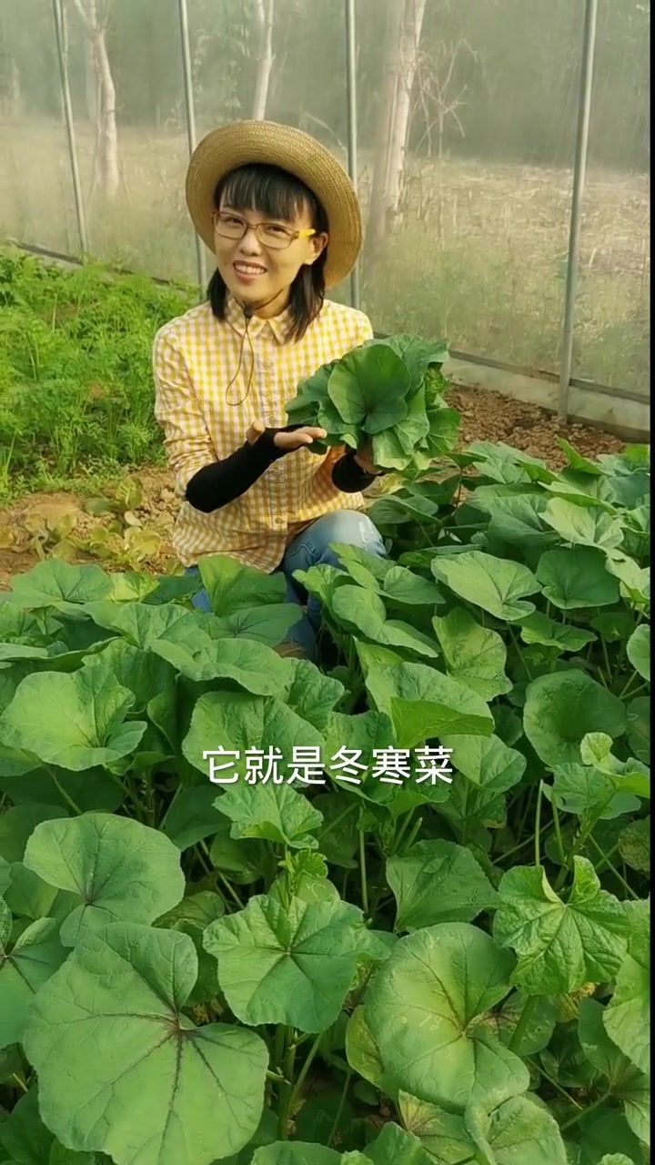 冬寒菜耐寒,还可以多茬采收,能长到一米多高,你也赶紧种一些试试吧!