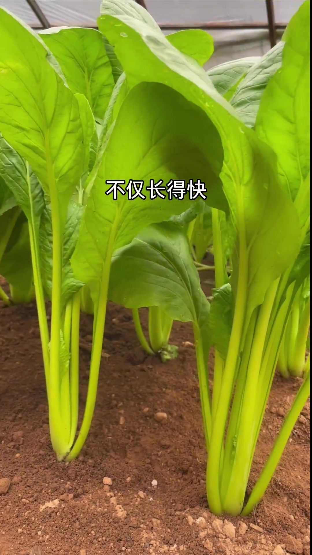 丰年庆丰收 新农人计划2021 这个青菘菜3周就采收,种在小院蹭蹭长,种在花盆呼呼冒,脆嫩