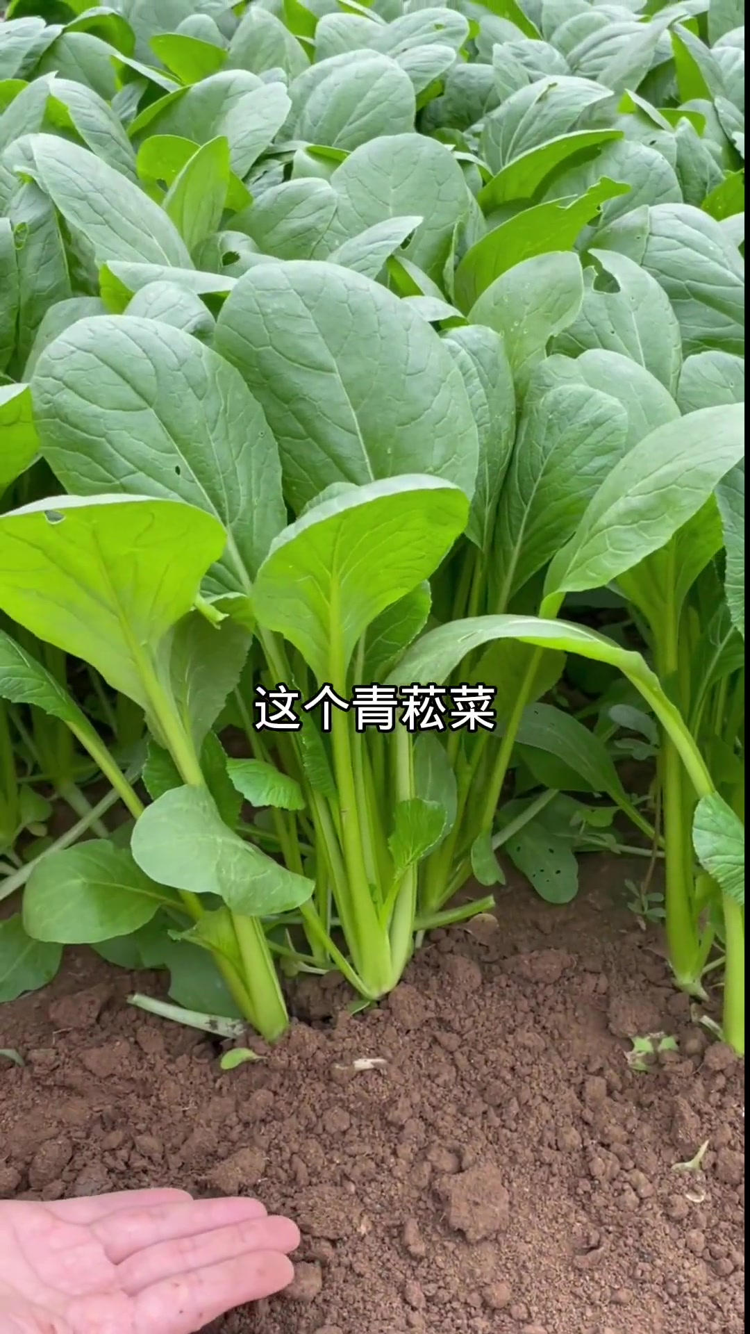 会不会种菜,这个青菘菜都能21天采收,它易种易活,而且口感清香脆嫩,非常好吃,你也赶紧种一