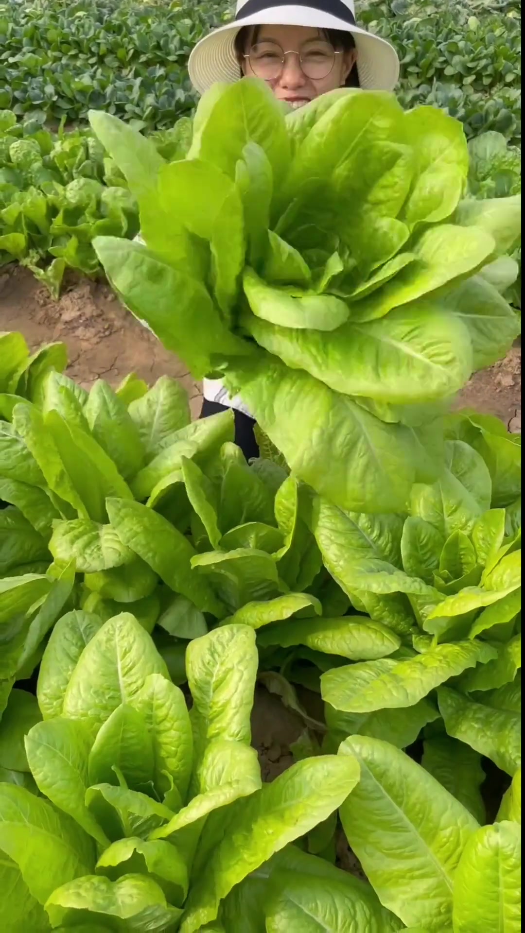 香水生菜也是沙拉菜,常吃体白深香,它特别好种植,撒籽就长,喜欢的话,你也种一些吧