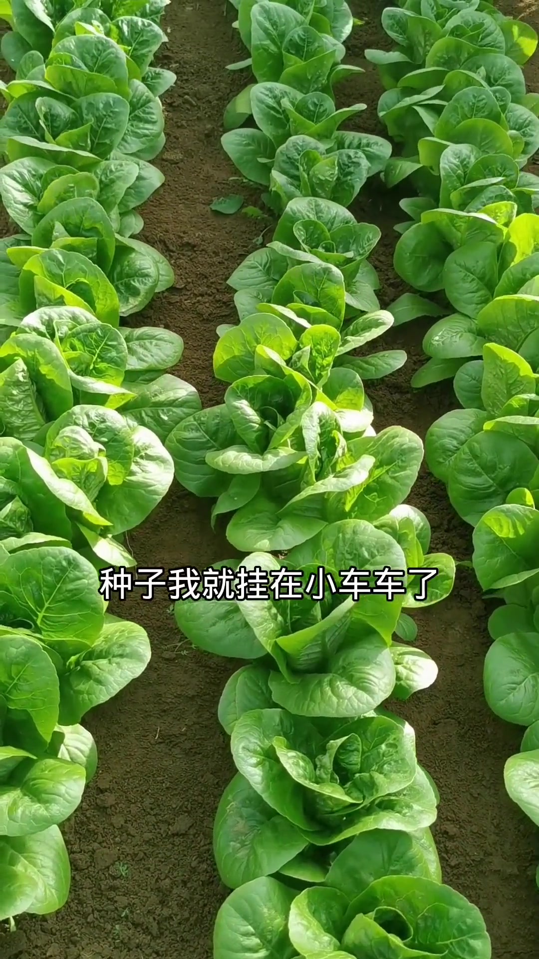 大罗马直立生菜,一棵就够吃好几顿了,脆嫩清香,生吃热炒都美味