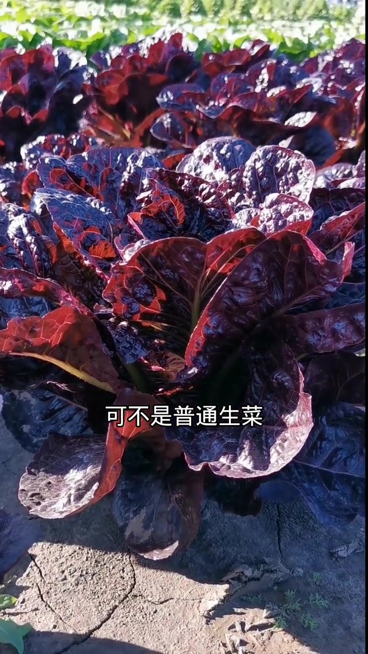 紫罗马生菜花青素含量高,好吃又营养