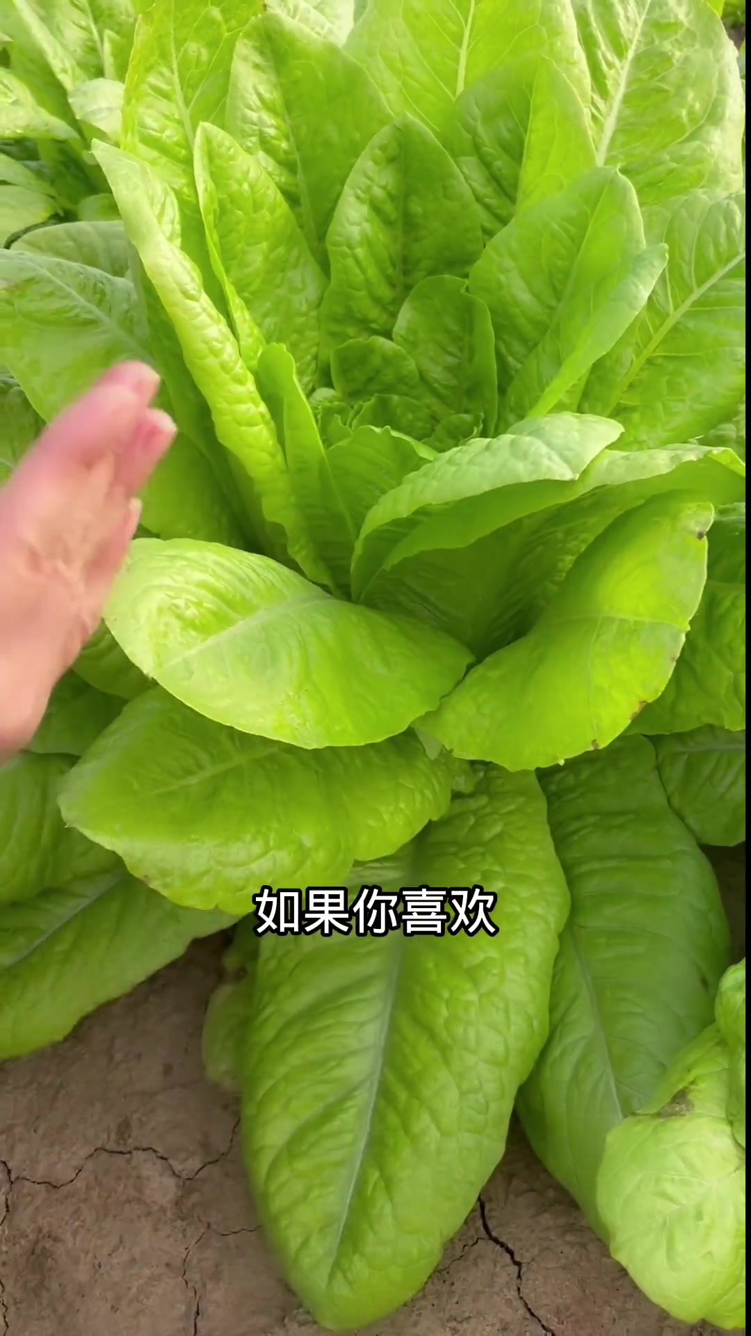 沙拉菜该种了 农资 我的乡村生活 田园生活