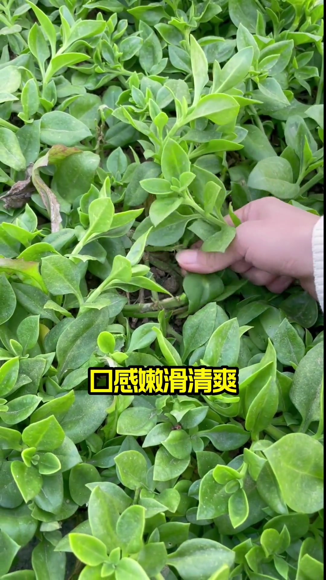 药食同源,种一些田七吧!田园生活 农业种植 田七