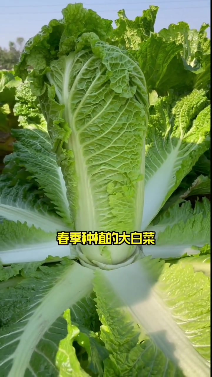 这个品种的大白菜,春天也可以种哦 我的乡村生活 田园生活 白菜