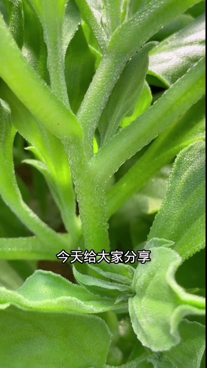 今天给大家分享冰菜的种植全过程,干货满满哦。冰菜 农业种植 田园生活