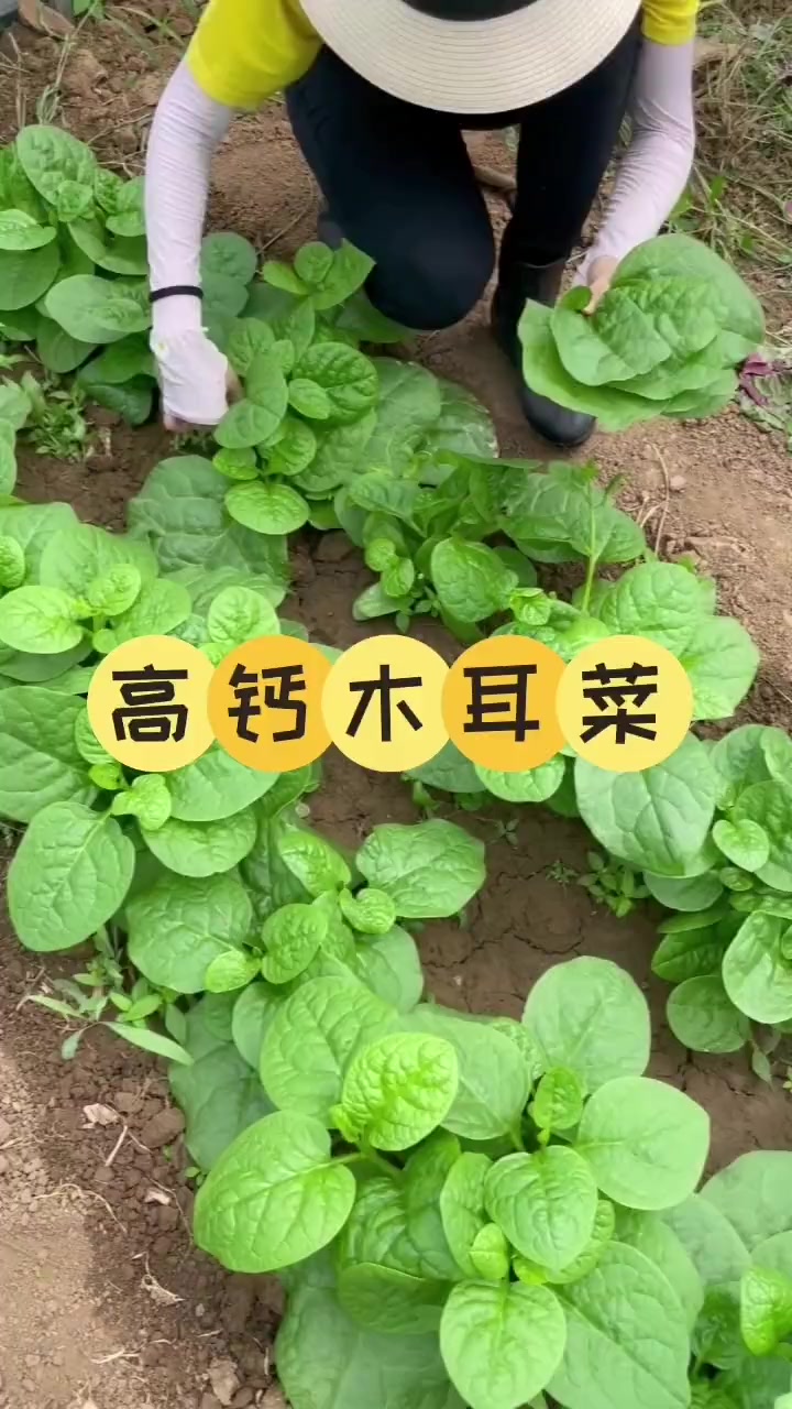 木耳菜喜热,现在种非常适合 种菜 我的小菜园 田园生活