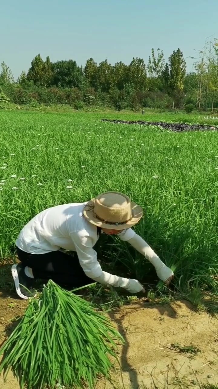 韭菜收割技巧 种植小技巧 种菜 三农