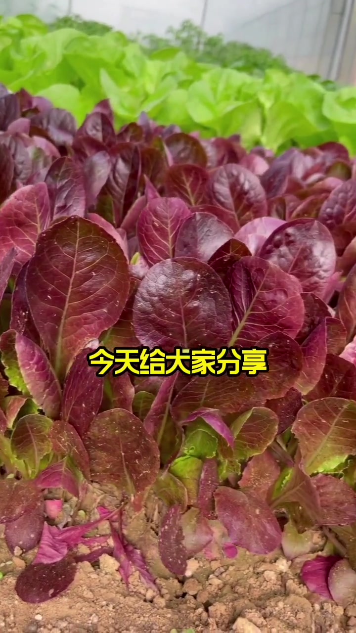 种这些不易招虫子的蔬菜,管理省心哦!种植小技巧 田园生活 我的小菜园 种菜