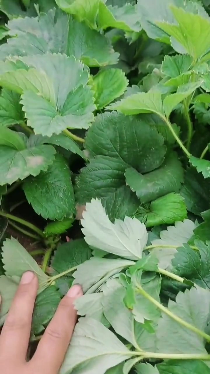 了解种植技术点红心关注 草莓苗育苗基地 种苗培育 苗圃基地 一个草莓的故事