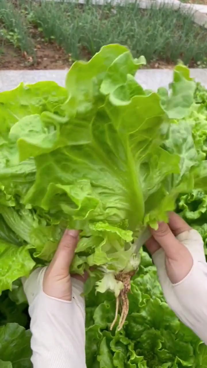 好吃的生菜还得是这个意大利生菜,现在可以种了哦 蔬菜种子 我的小菜园 种菜 田园生活