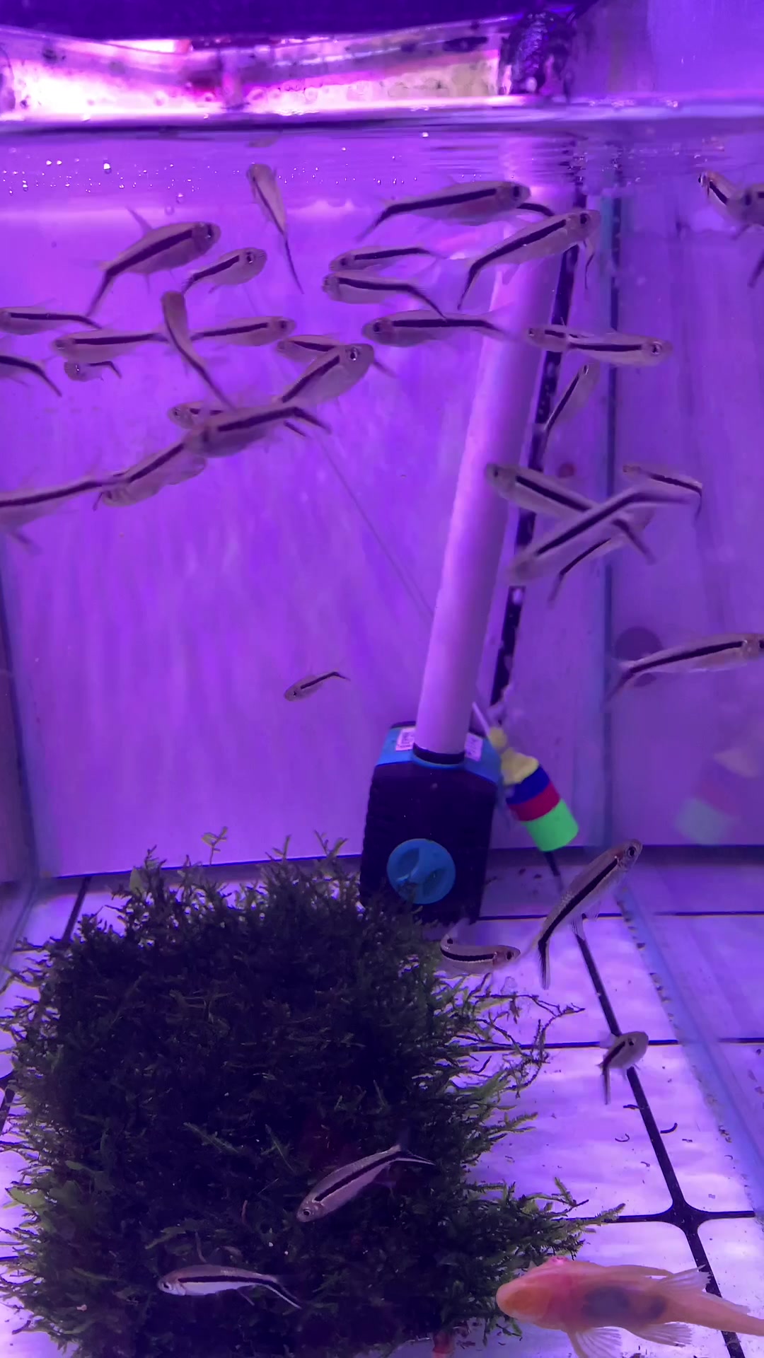 灯科鱼品种:企鹅灯