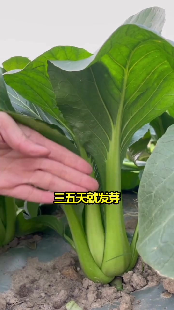 这个小白菜,脆嫩香甜,速生又耐热 蔬菜种子 种菜 我的小菜园