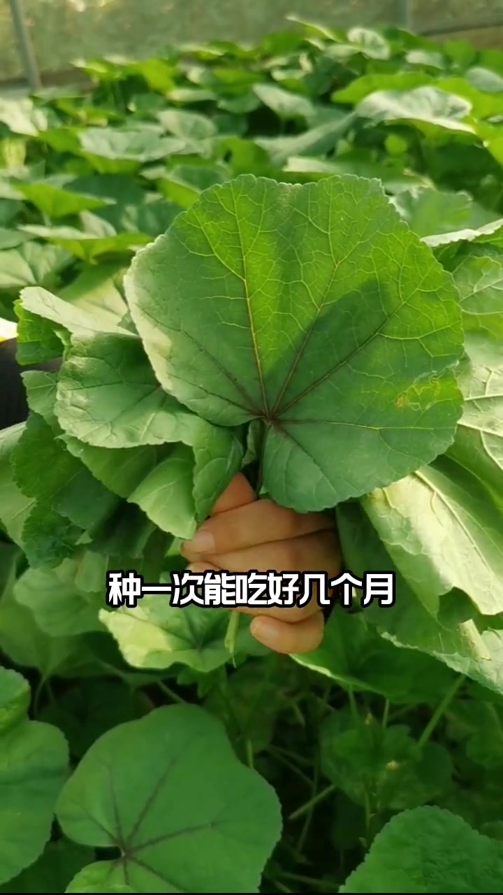 冬寒菜也叫冬葵,冬苋菜,我国从汉代就开始种植,种一次能吃好几个月 我的小菜园 田园生活 种