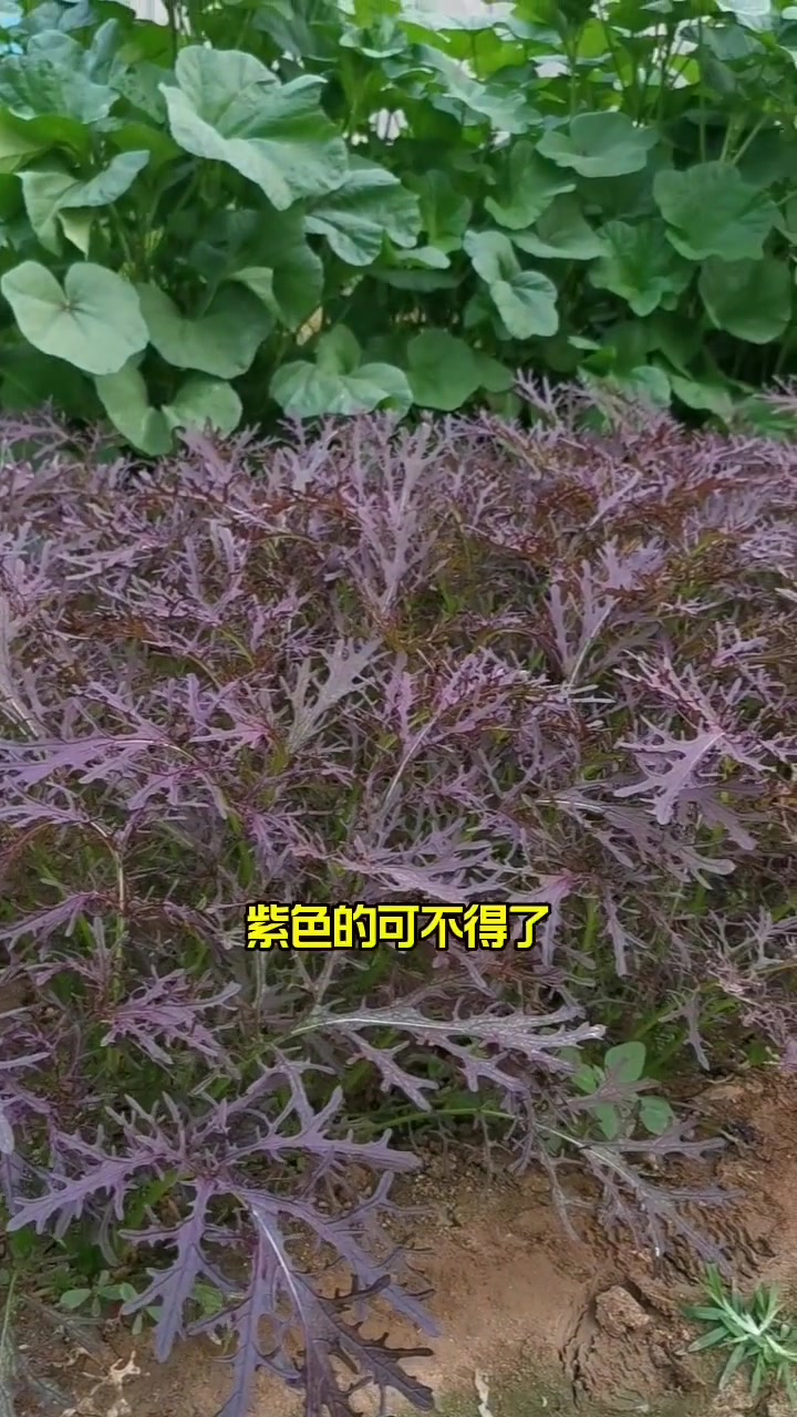 紫色的雪里蕻,营养更丰富 我的小菜园 田园生活 种菜 蔬菜种子