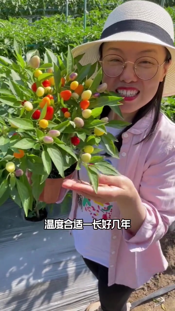盆栽多彩辣椒,可盆栽,可地栽,好看又好吃 我的小菜园 种菜 蔬菜种子 921好物节 种子