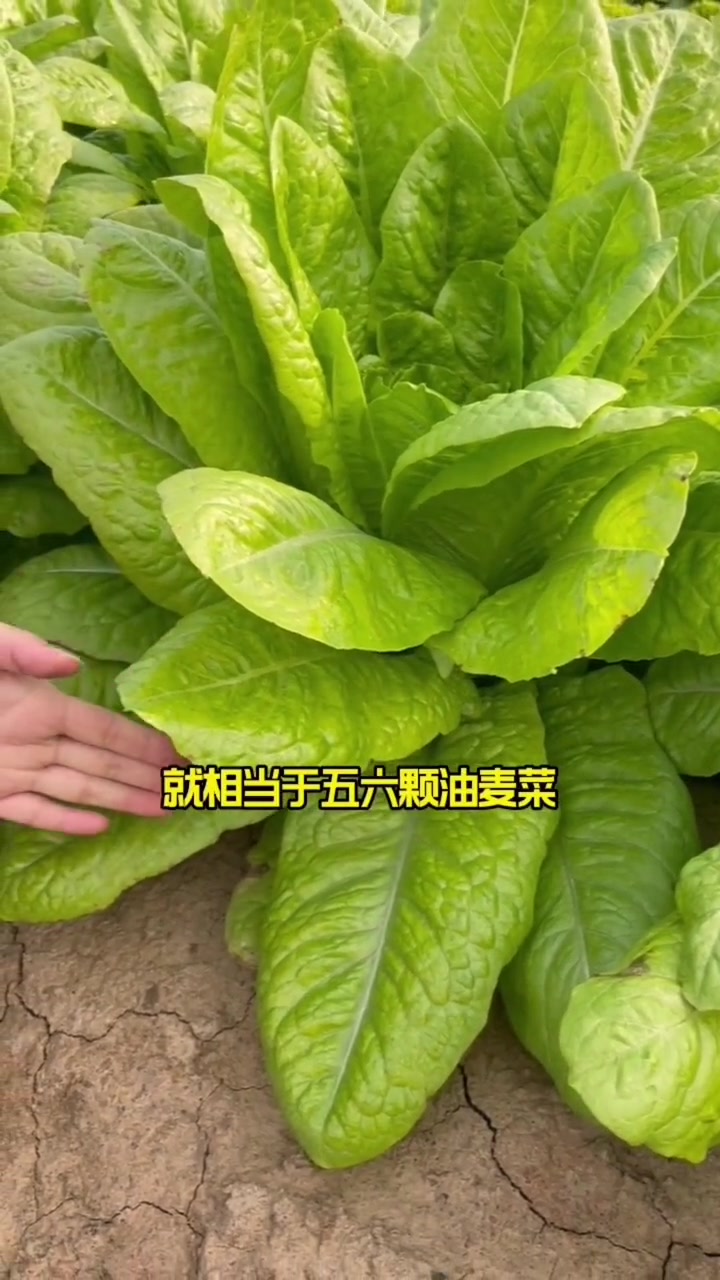别种普通小叶菜了,种一些好吃的沙拉菜吧,生吃热炒做汤都好吃 我的小菜园 田园生活 新农村计