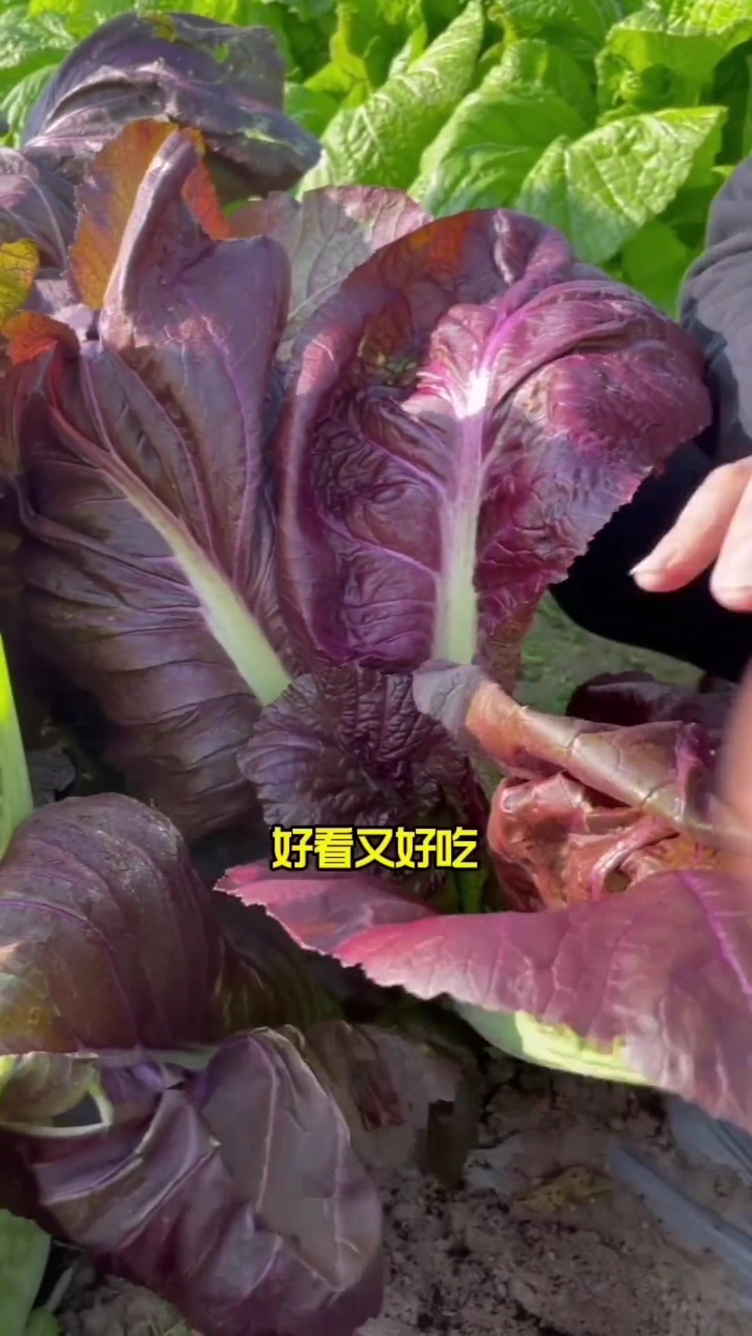 秋播种菜别忘了紫叶芥菜 田园生活 我的小菜园 蔬菜种子