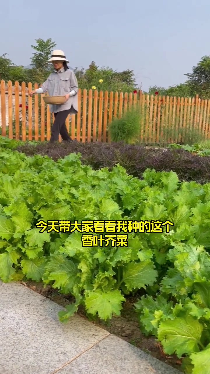香叶芥菜也叫香叶饺子菜,清香味美,炒菜,做汤,包饺子都好吃,它是耐寒蔬菜,你也赶紧种一些吧